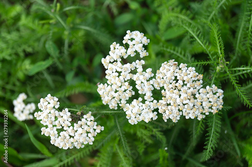 Blossom of the meadow herb on green background