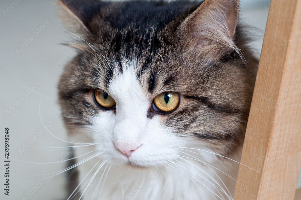 Kuril Bobtail looks. Portrait of a beautiful fluffy cat close-up. Domestic beautiful cat