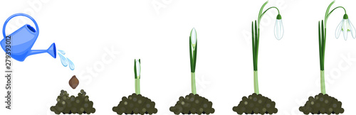Life cycle of Galanthus nivalis or Common snowdrop. Stages of growth from planting of bulb to flowering plant with green leaves and white flower isolated on white background