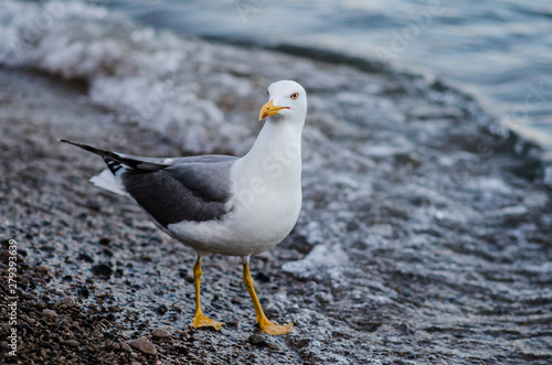 A seagull on the beach by the water close-up