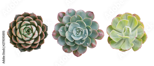 Fotografia Top view of small potted cactus succulent plants, set of three various types of Echeveria succulents including Raindrops Echeveria (center) isolated on white background with clipping path