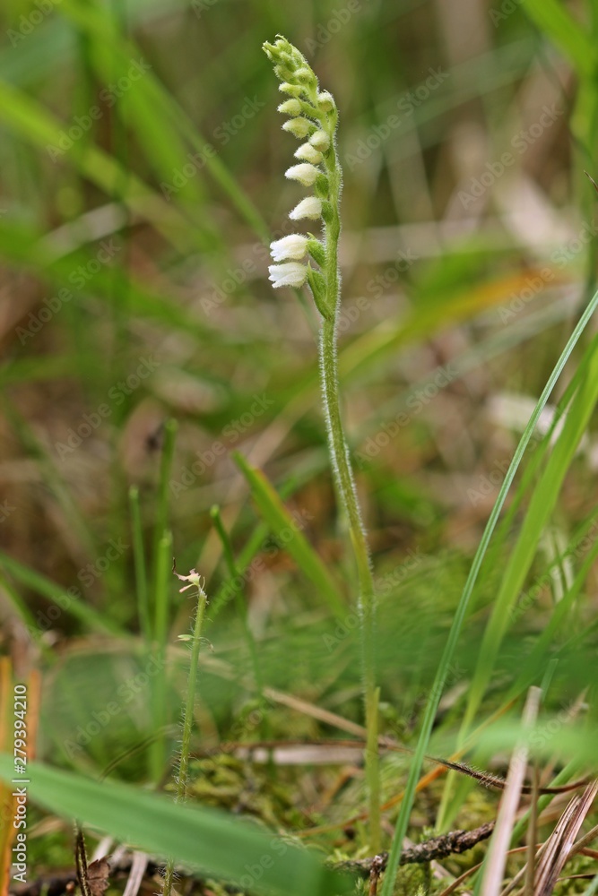 Blühendes Kriechendes Netzblatt (Goodyera repens)