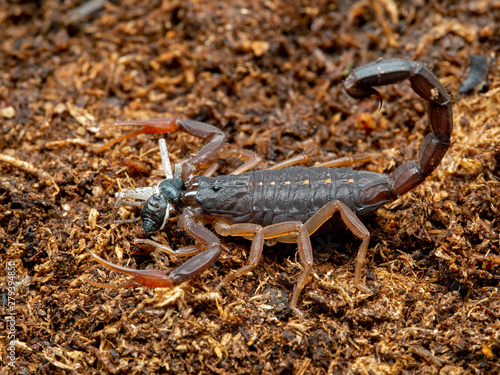 juvenile brown bark scorpion, Centruroides gracilis, feeding on a male Philodromus crab spider, side view