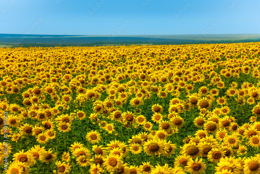 horizontal photo panorama of the field with sunflowers of very rich bright yellow blue sky, color, facing towards the photographer