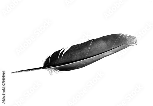 Canvas Print Dove Feather isolated bird feather on a white  background