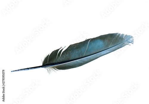 Blue Dove Feather isolated on white Background 