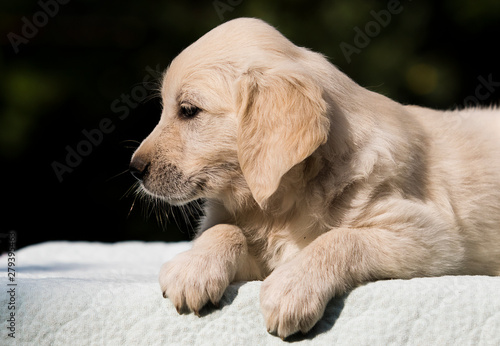 little cute puppy breed Golden Retriever © Happy monkey