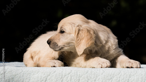 little cute puppy breed Golden Retriever