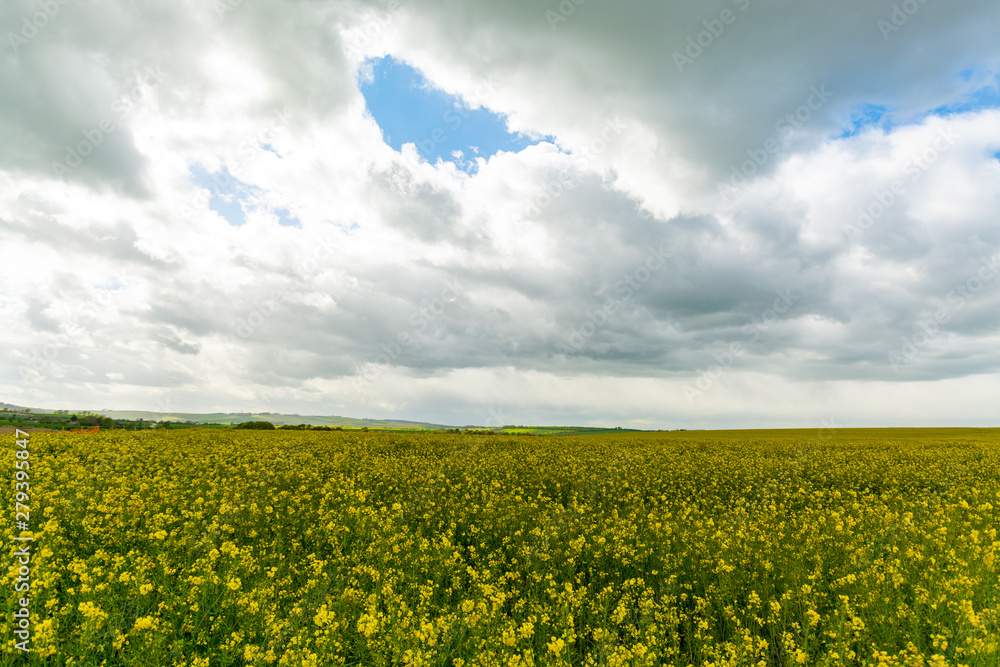 Rapeseed field with yellow rapeseed flowers under a cloudy sky Rapeseed field with yellow rapeseed flowers under a cloudy sky