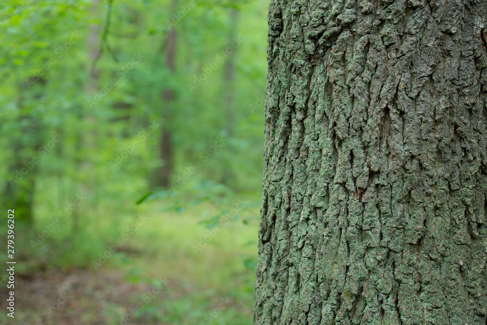 Obraz premium old oak tree trunk in forest