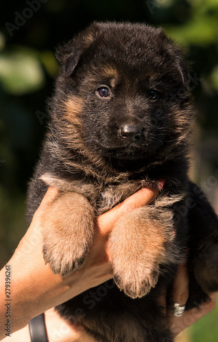little puppy breed German shepherd