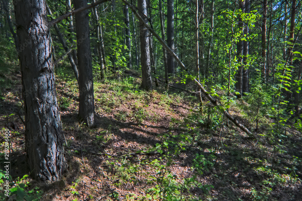Summer meadow landscape with green grass and wild flowers on the background of a forest. Summer meadow landscape with green grass and wild flowers on the background of a forest.