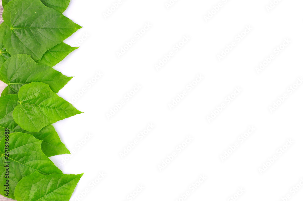 Plakat Green leaf isolated background