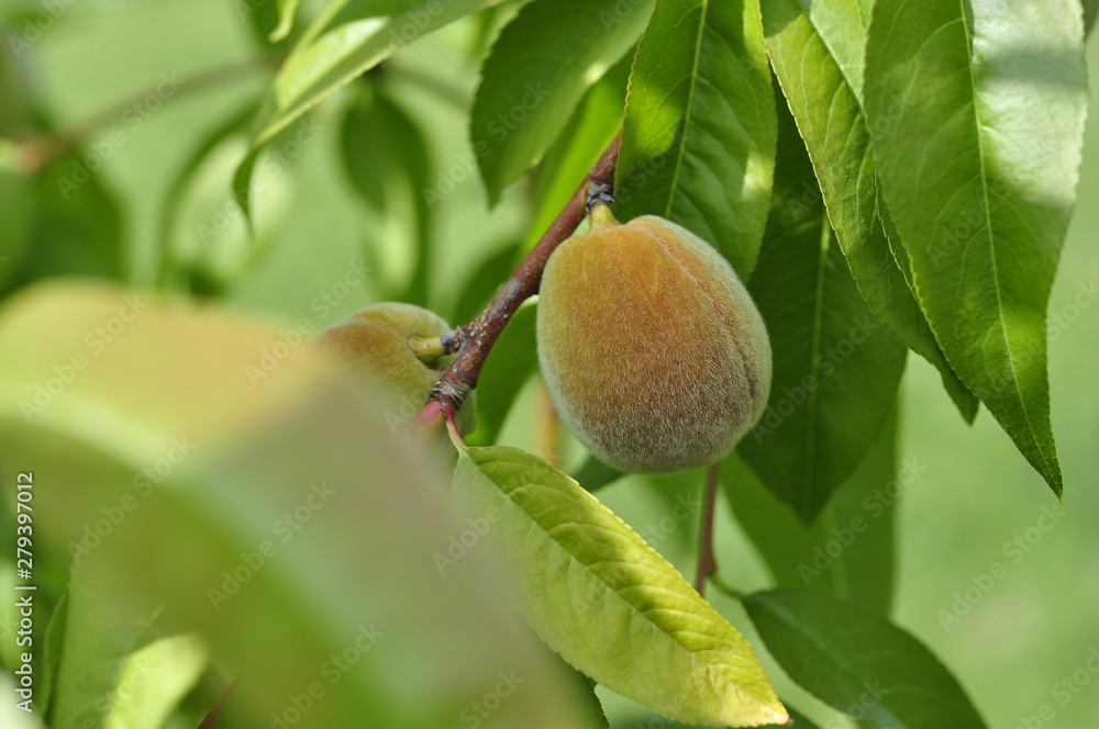 Slightly unripe peaches ripen on a tree in the sun Slightly unripe peaches ripen on a tree in the sun