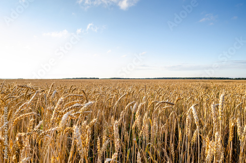 Ears of wheat on a field under a blue sky