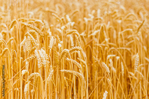background of ripening ears of yellow wheat field. Close up nature photo Idea of a rich harvest