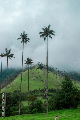 bosque de palmas