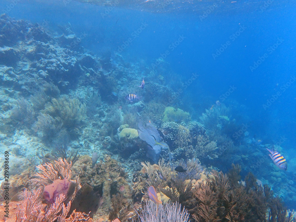 Fototapeta premium Coral reefs with several yellow and stripy fish