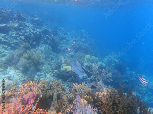 Coral reefs with several yellow and stripy fish