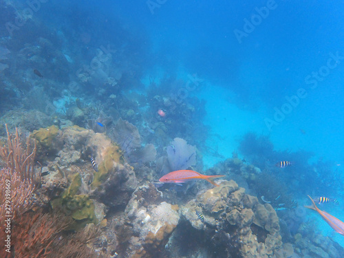 view of pink and stripy fish, in the reef