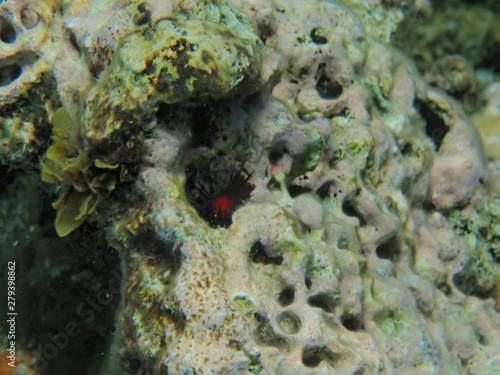 hiding red sea urching, in the coral reef photo