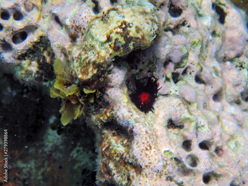 sea urchin, hiding in the coral photo