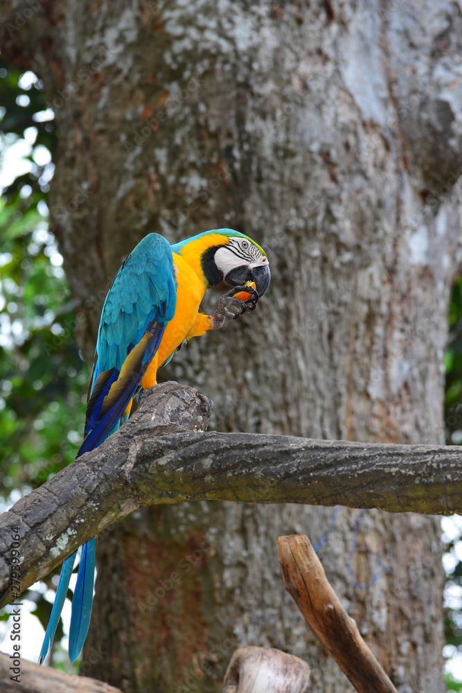 Obraz premium A blue and yellow parrots