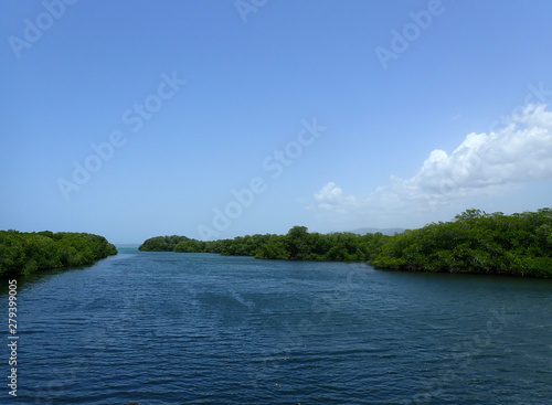 Mangrove trees in ocean water