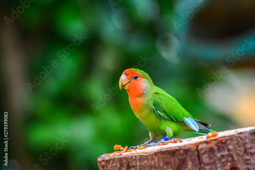 beautiful colorful parrot © shahrilkhmd