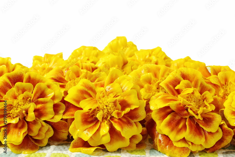 Fototapeta premium marigold flower heap for nature,religious,marriage invitation,diwali,new year,ganesh chaturthi,festival related concept