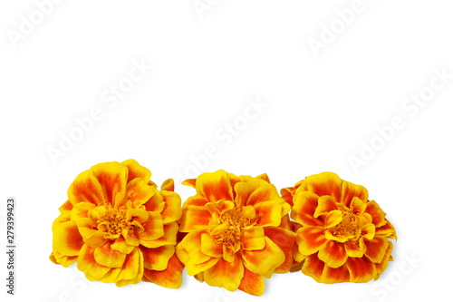 marigold flower heap for nature,religious,marriage invitation,diwali,new year,ganesh chaturthi,festival related concept