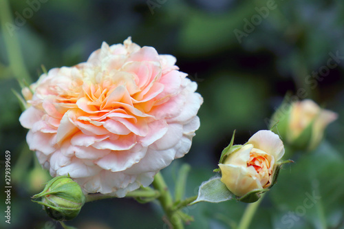 Fototapeta Naklejka Na Ścianę i Meble -  cream rose on a beautiful green background