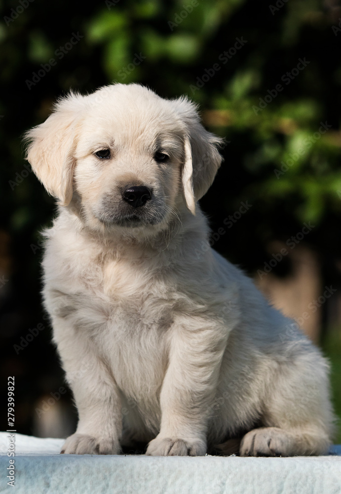 little cute puppy breed Golden Retriever