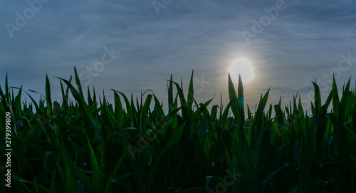 Grünes Maisfeld mit Sonne