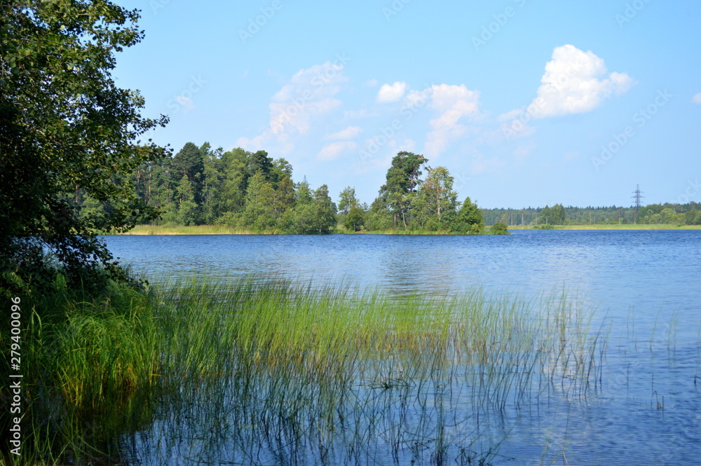 Forest lake in summer