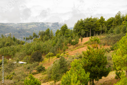 bosque de pinos