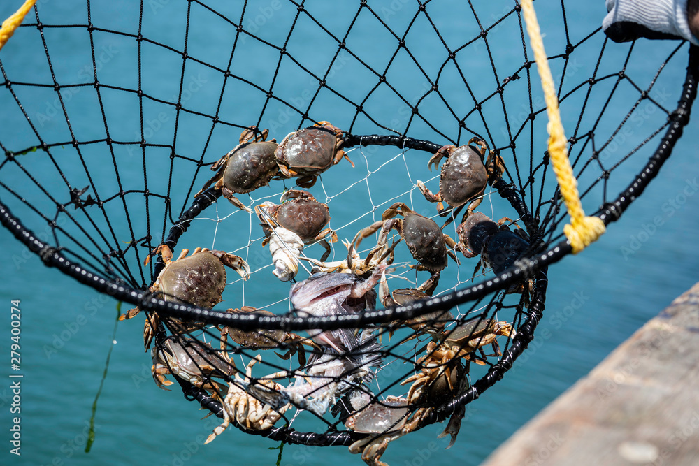 Crab Trap With Undersize Crabs - Basket, Ring Style Stock Photo