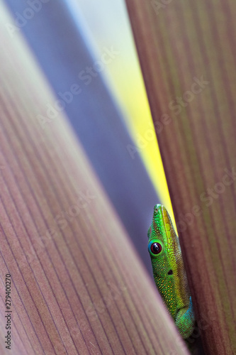 Close up of Gold Dust Day Gecko crawling up plant photo