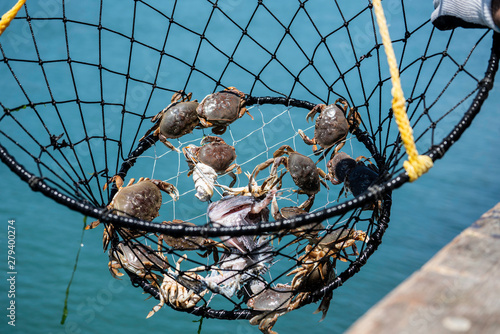 Schilderij op canvas Crab Trap With Undersize Crabs - Basket, Ring Style