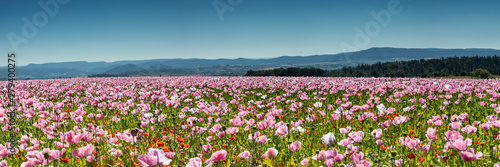 Panorama of a field of breadseed poppies