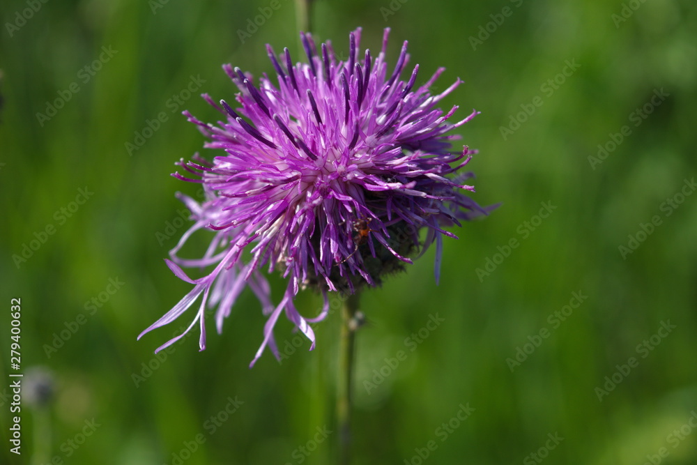 Flower burdock on a blurred background close-up. Bright flower burdock on a blurred background close-up. Flower burdock on a blurred background close-up. Bright flower burdock on a blurred background close-up.