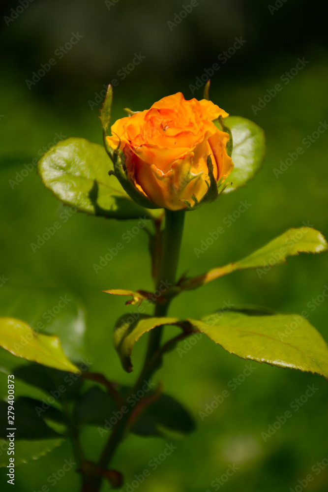 Yellow rose close-up under the open sky Yellow rose close-up under the open sky