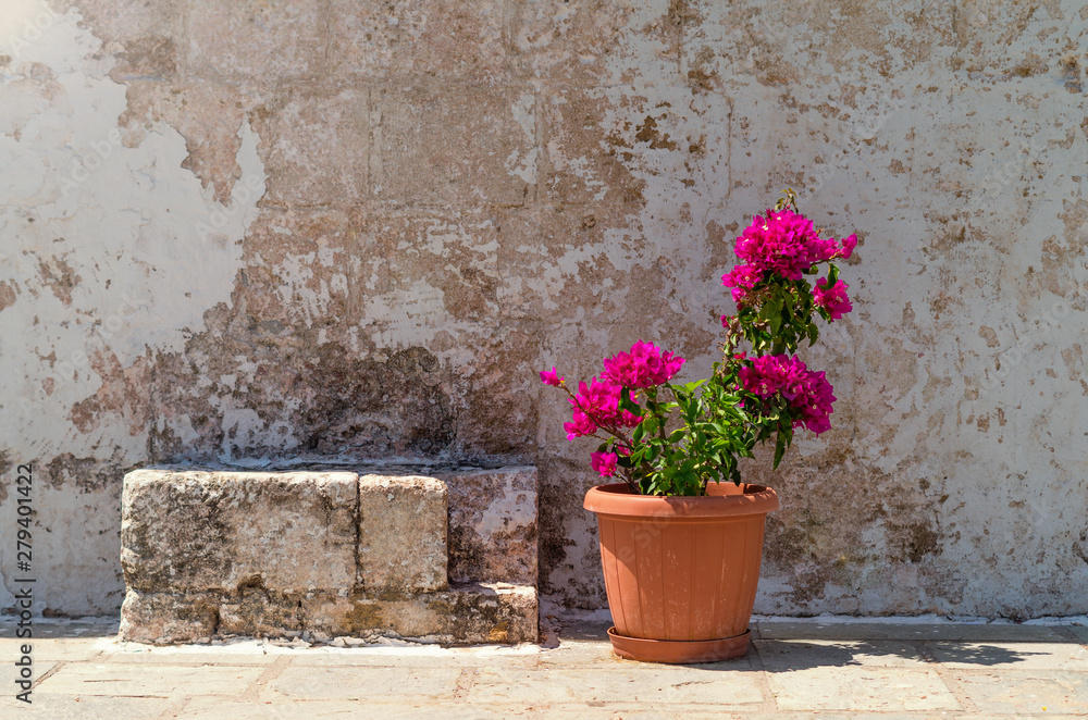 A beautiful blooming flower in a pot near a stone bench of a stone wall. Pot with a plant standing in the courtyard in the sun.