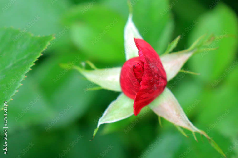 red rose on a beautiful green background