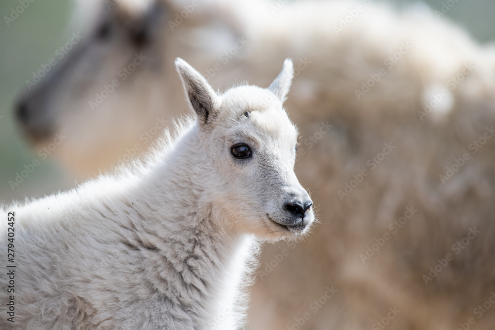 Rocky Mountain Goats high in the mountains Rocky Mountain Goats high in the mountains
