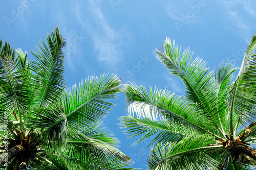 Green palm tree against blue sky