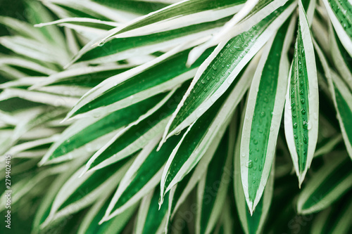 Creative tropical green leaves layout.