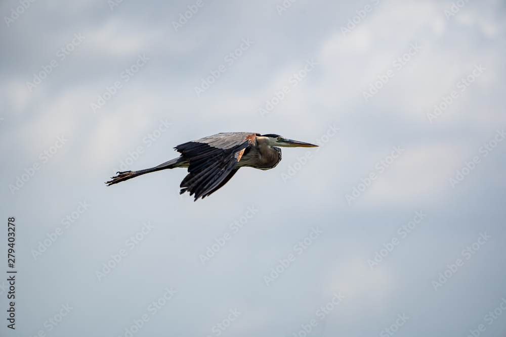 Obraz premium Heron Gliding