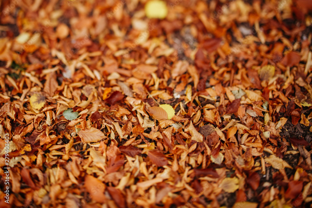 Background group autumn orange leaves. Background group autumn orange leaves.