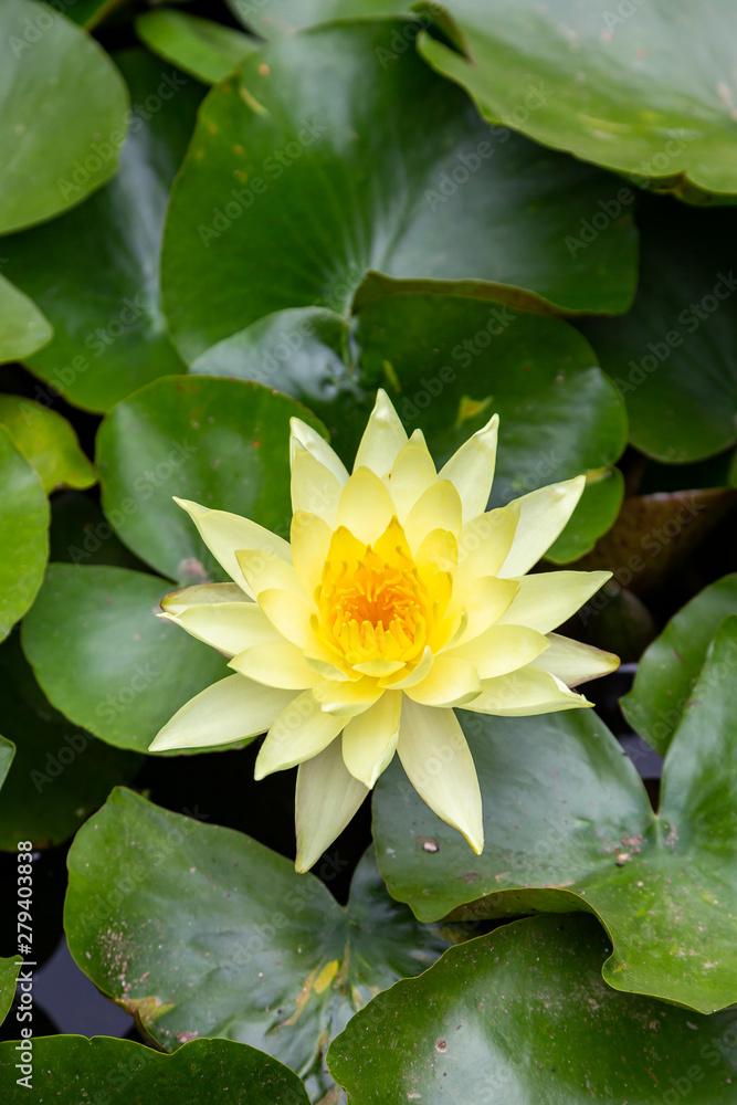 yellow water lilly with leafs in small pond yellow water lilly with leafs in small pond